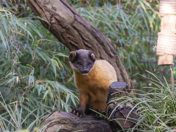 Yellow-throaten Marten