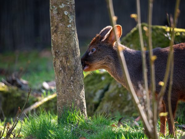 Chilean Pudu (Male)