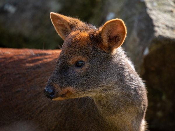 Chilean Pudu (Female)