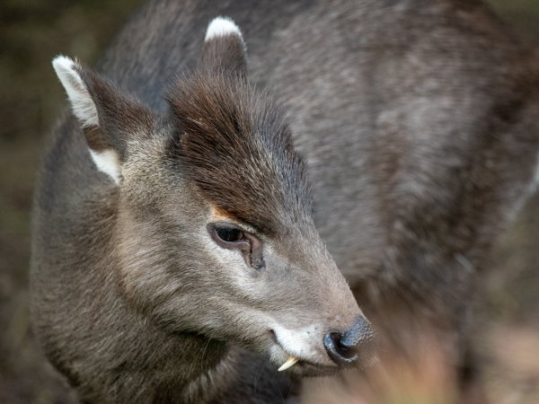 Tufted Deer