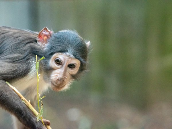 White-crowned/-naped Mangabey